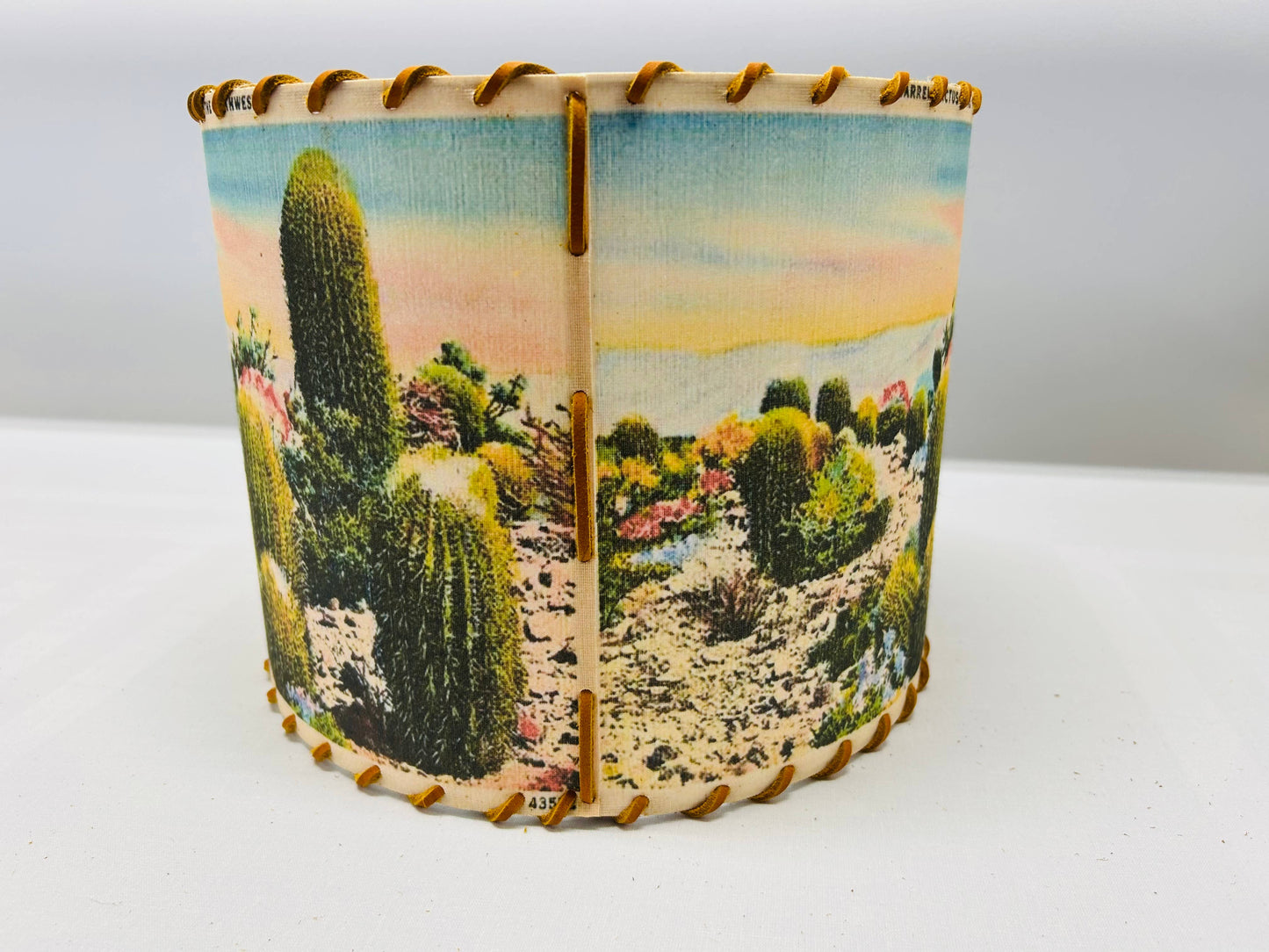 Lampshade Barrel Cactus