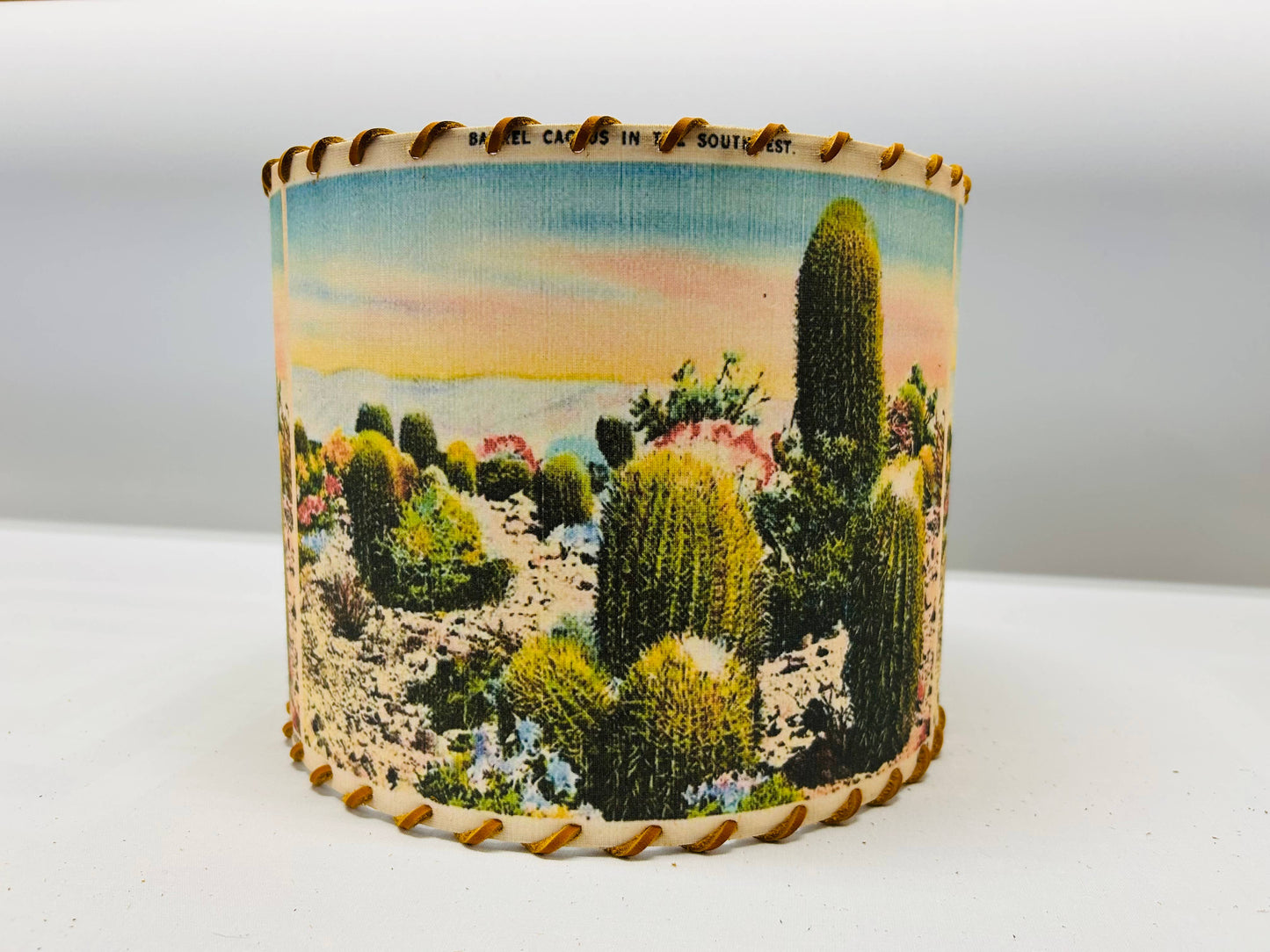 Lampshade Barrel Cactus